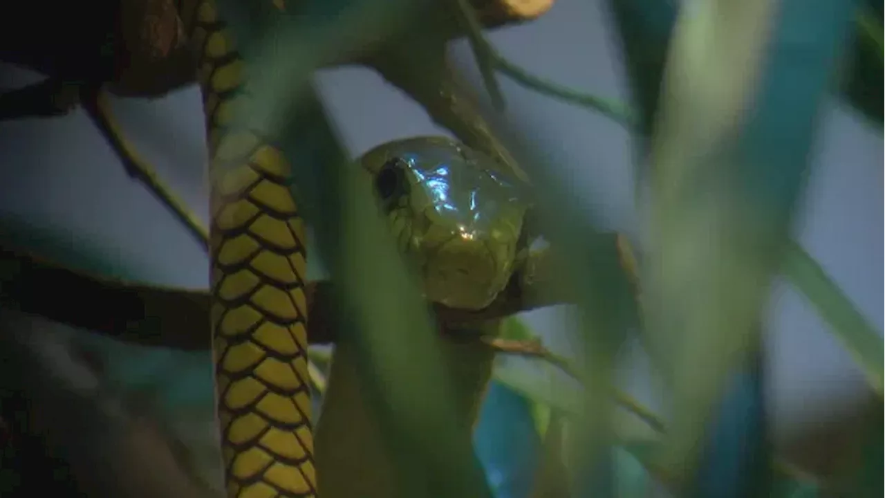 SC man bitten by one of world's most venomous snakes had other dangerous snakes as pets