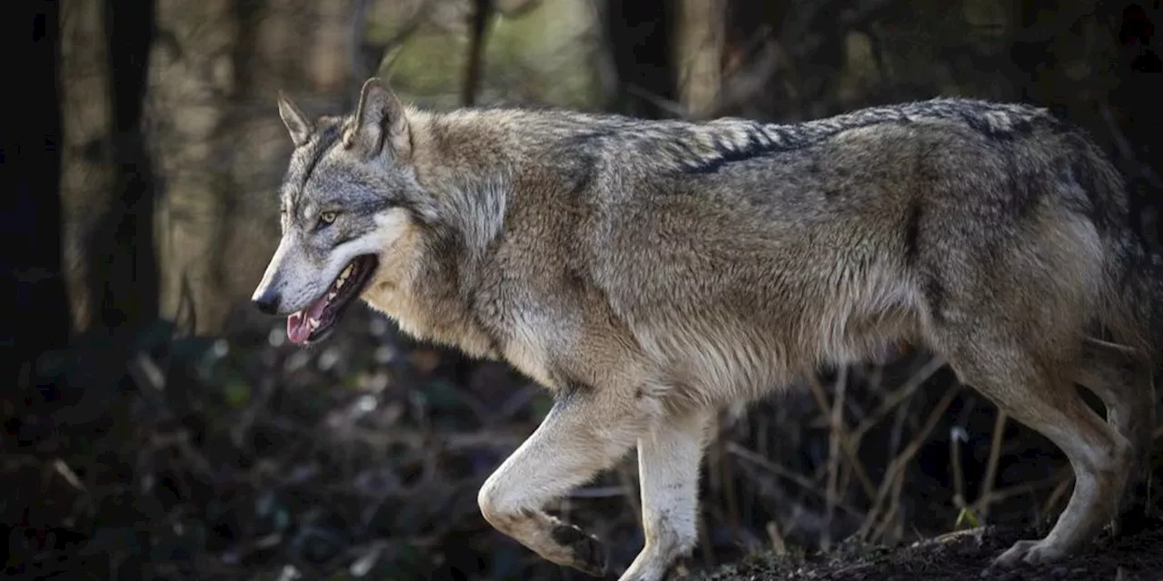 Wolf: Eltern im Toggenburg «sorgen sich um ihre Kinder»