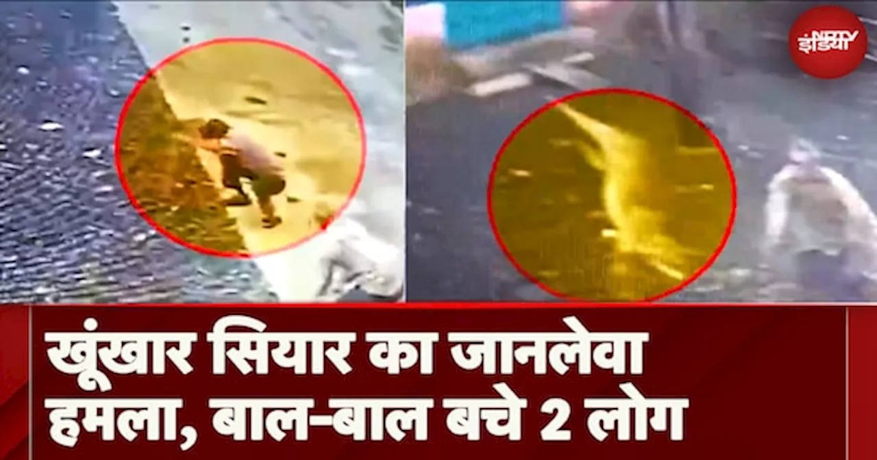 MP Jackal Attack Viral Video: Sehore में Camera में कैद खूंखार सियार की दहशत, 2 लोगों की बची जान |