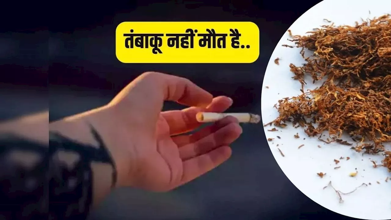 Tobacco Side Effects: मुंह ही नहीं इन अंगों में भी तंबाकू से होता है कैंसर