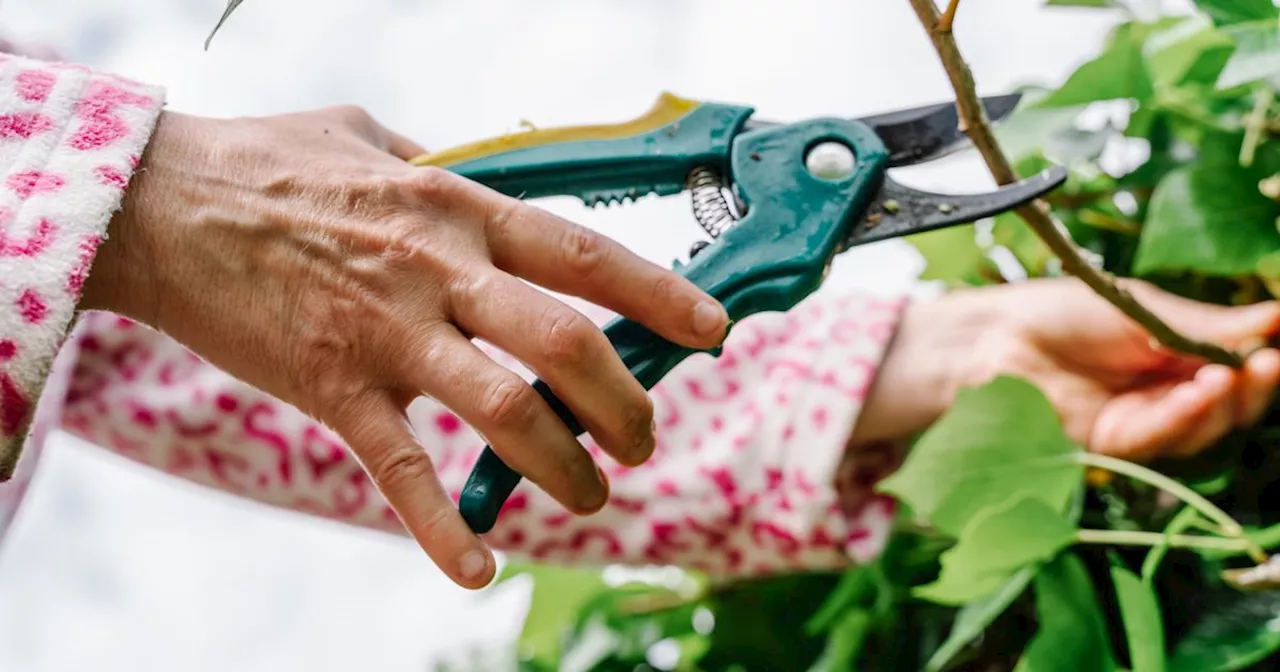 Expert says two plants need to be pruned or 'they'll be in trouble'