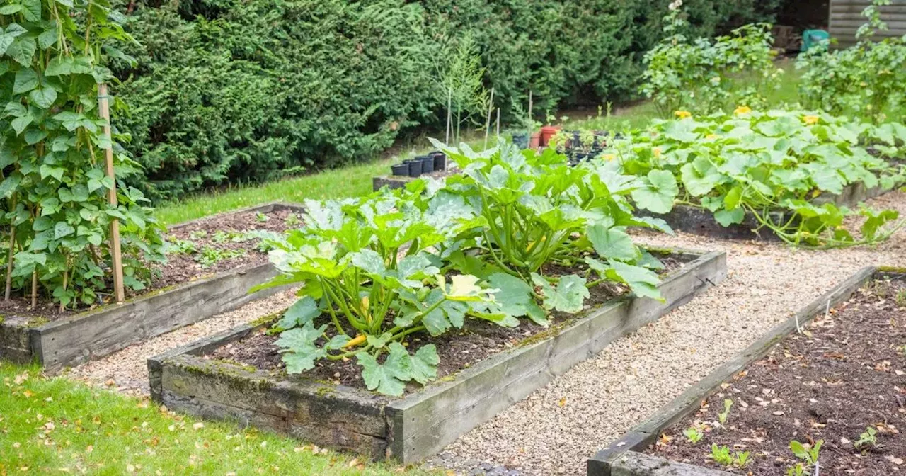 Gardeners use bones as fertilisers and destroy fungus with cinnamon