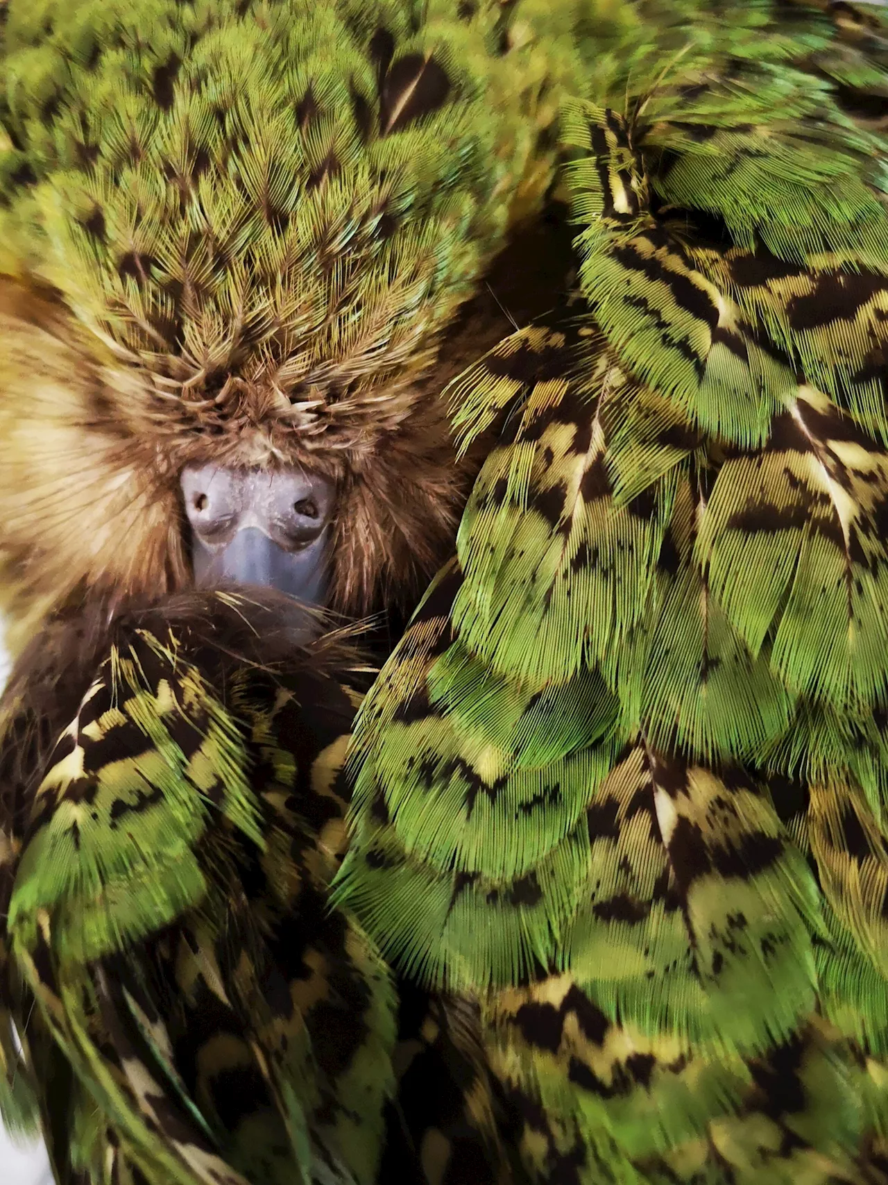 New Zealand's kākāpō developed different feather colors to evade predatory birds, genome sequencing shows