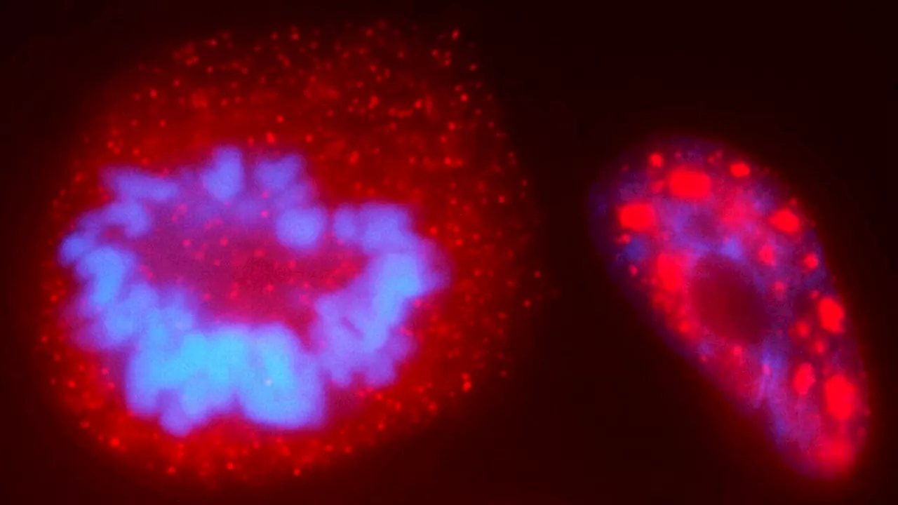 Researchers bend DNA strands with light, revealing a new way to study the genome