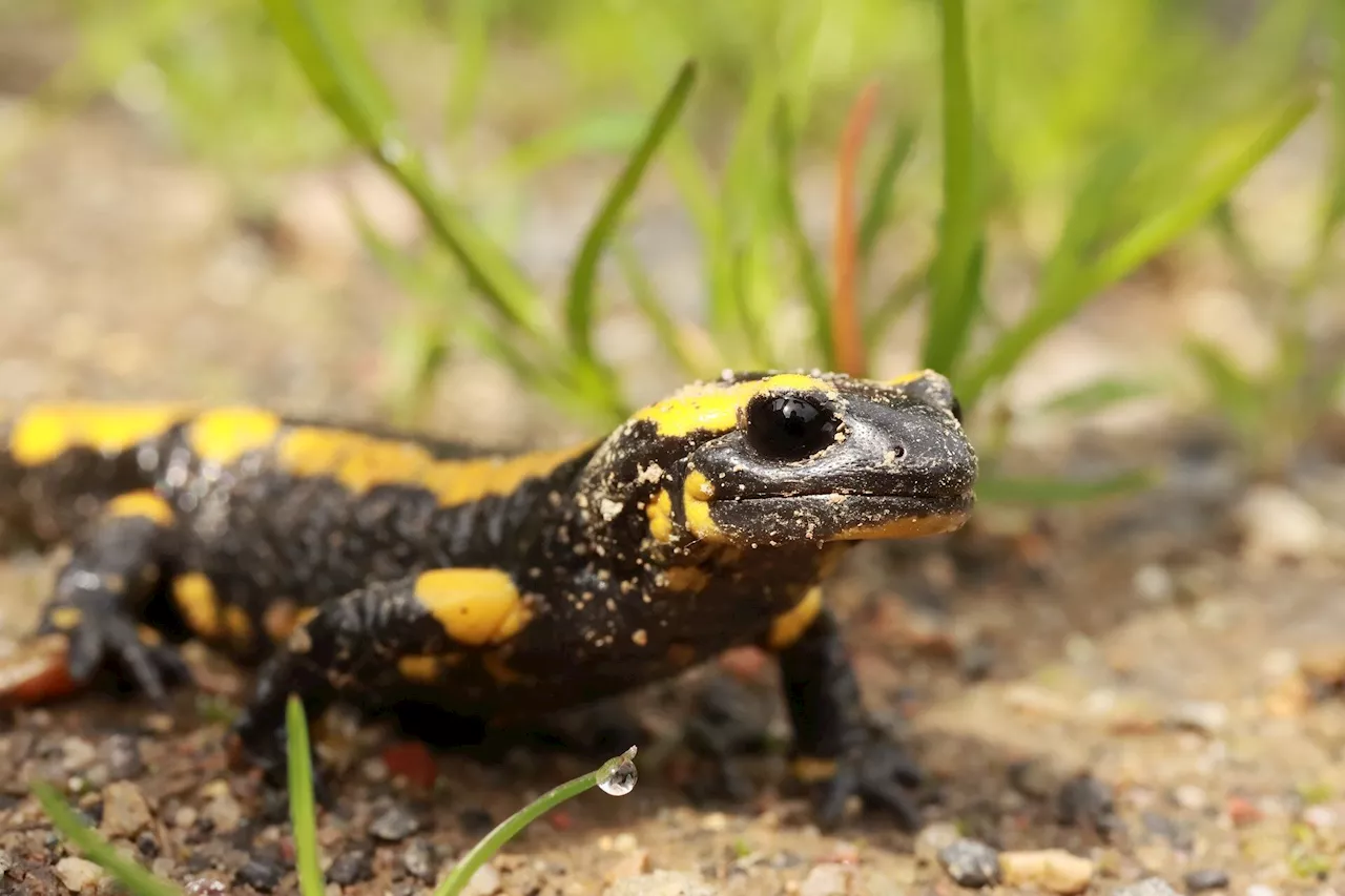 Researchers find one in six Australian reptile species traded as pets overseas, despite the export ban