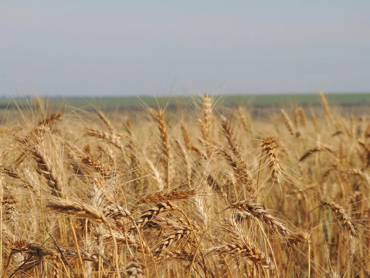 Mudanças climáticas favorecem doença que pode reduzir em 13% a produção mundial de trigo