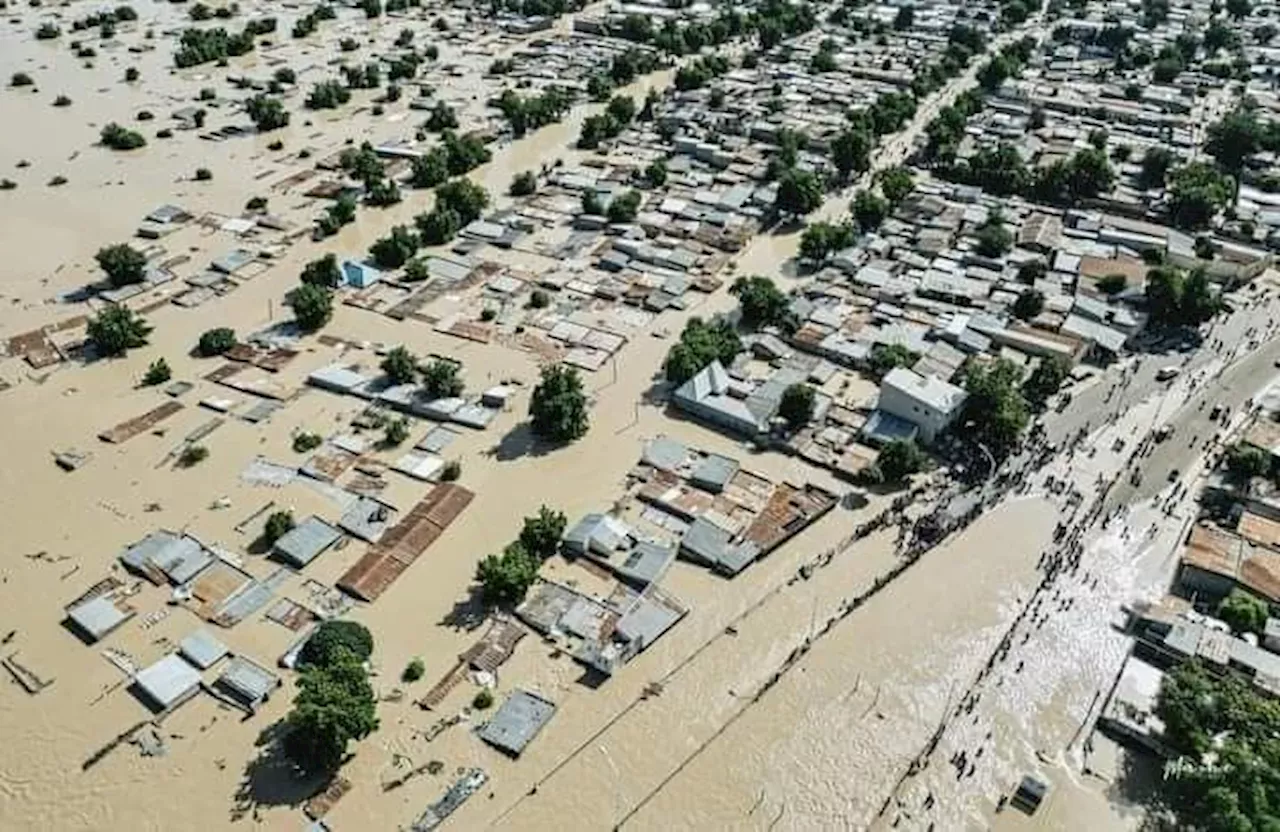 Animals flooded out of zoo as flood devastates Maiduguri