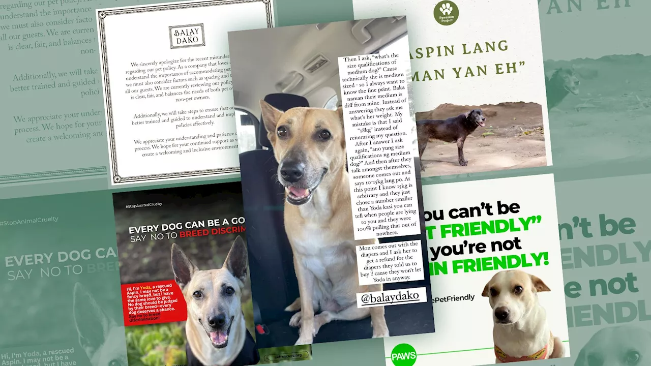 Netizens slam Balay Dako for ‘non-apology,’ animal welfare groups advocate for aspins