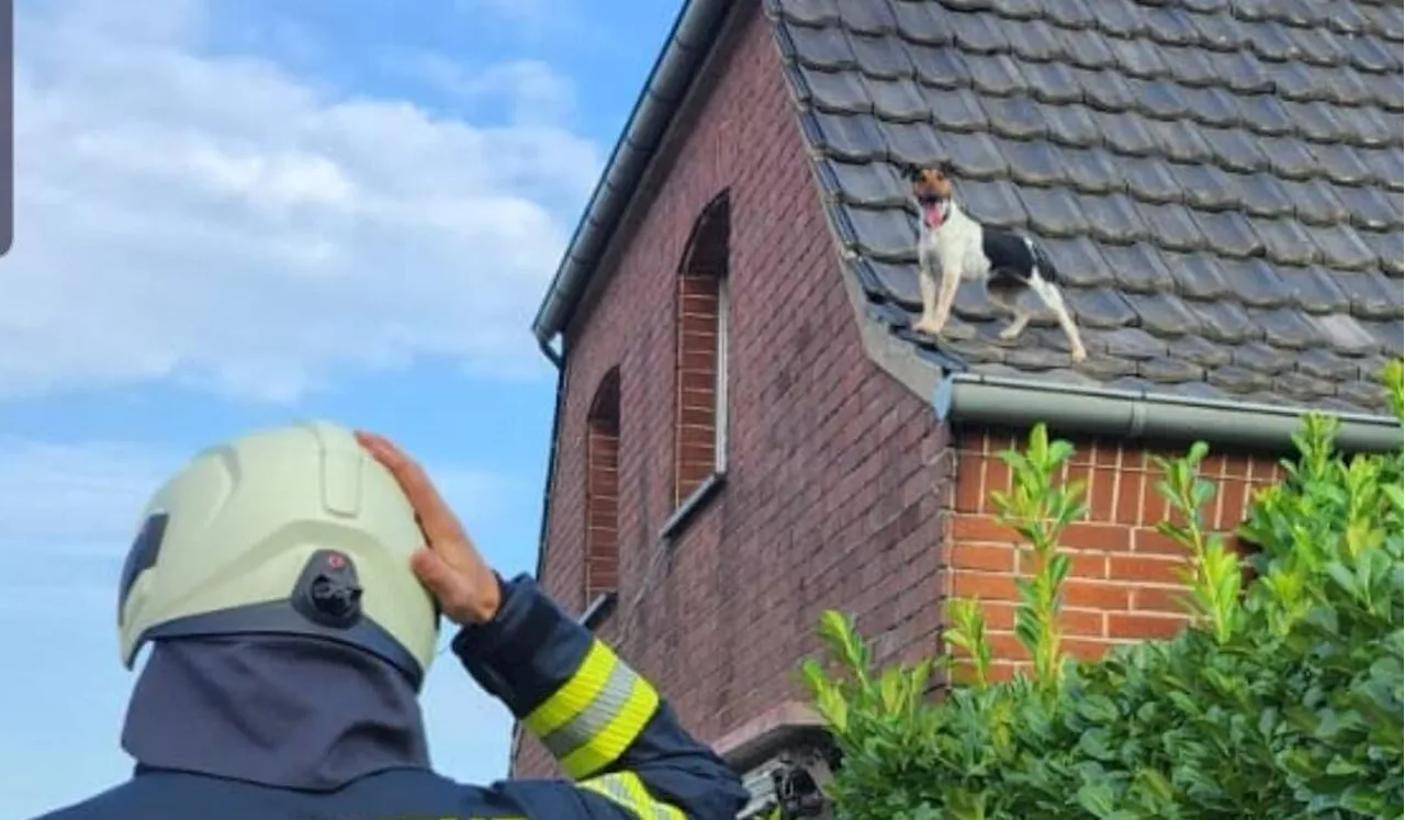 Feuerwehr rettet Hund von Hausdach in Kranenburg