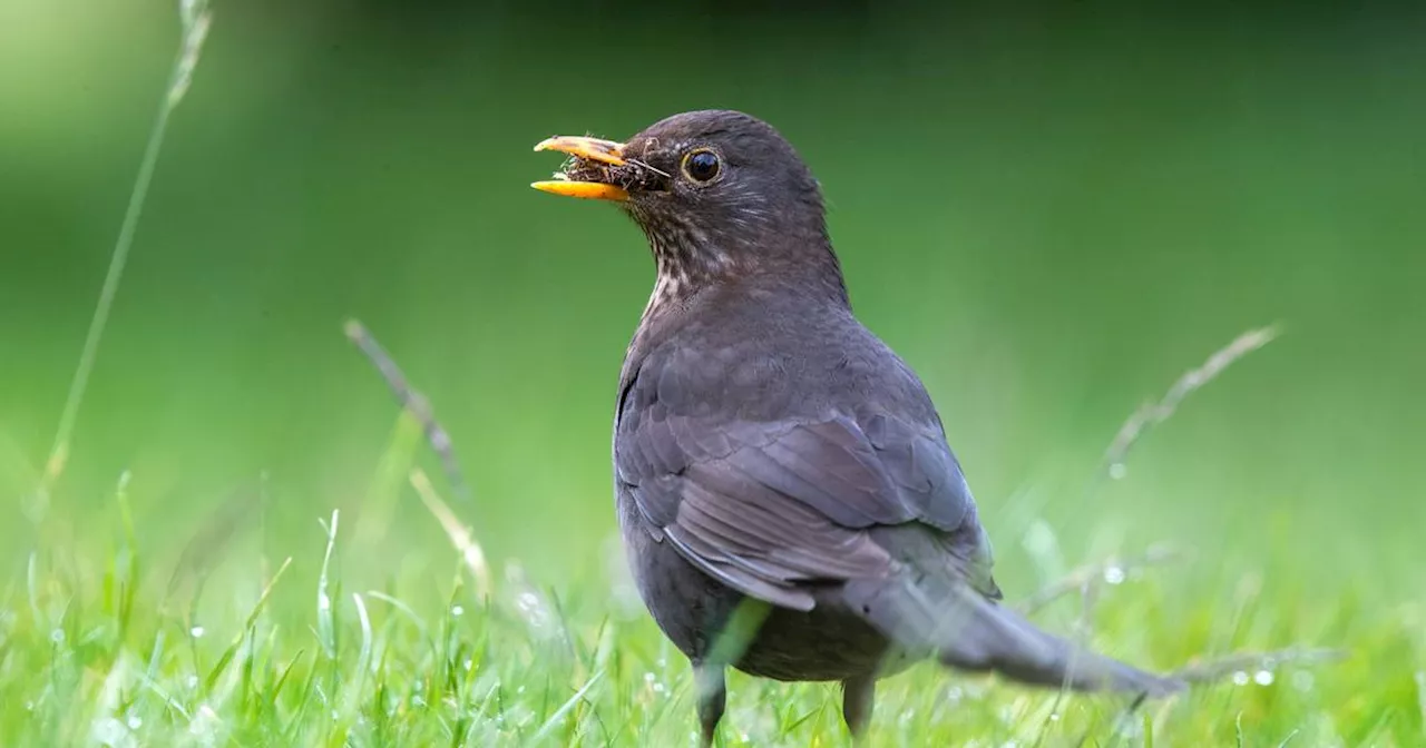 Usutu-Virus dezimiert wieder Amsel-Population in NRW