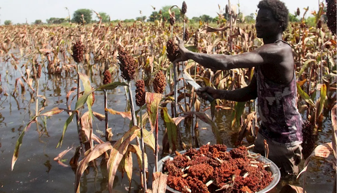 Conference to help farmers deal with impact of climate change - SABC News - Breaking news, special reports, world, business, sport coverage of all South African current events. Africa's news leader.