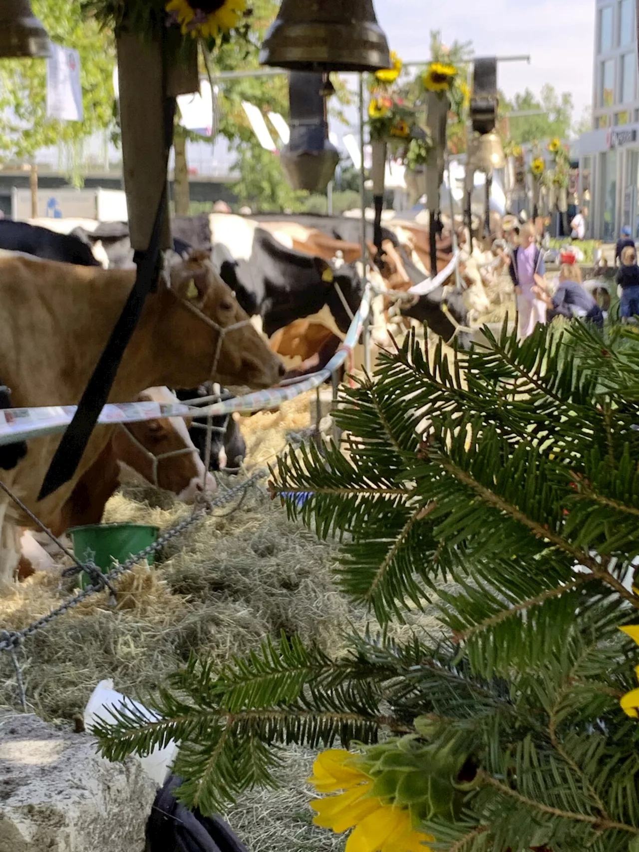 Käse und Alpabzug in Solothurn