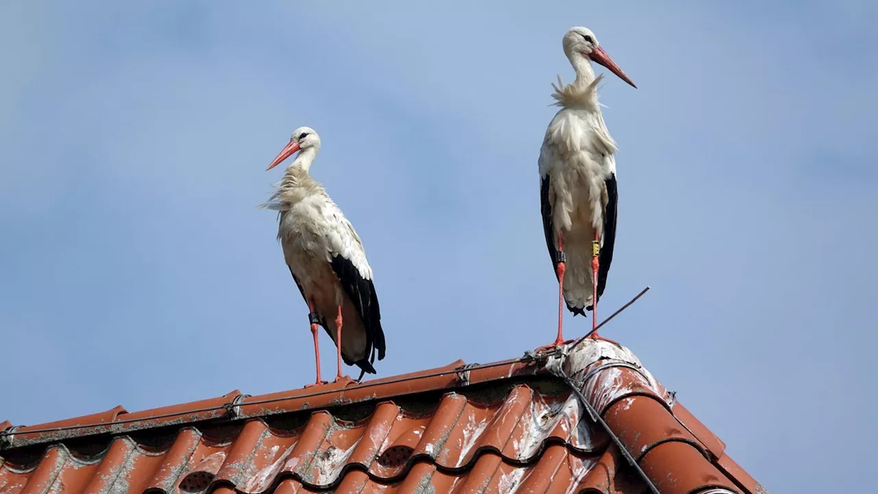 Storch-Alarm am Bodensee: Mehr als Hundert Vögel belagern Mini-Dorf