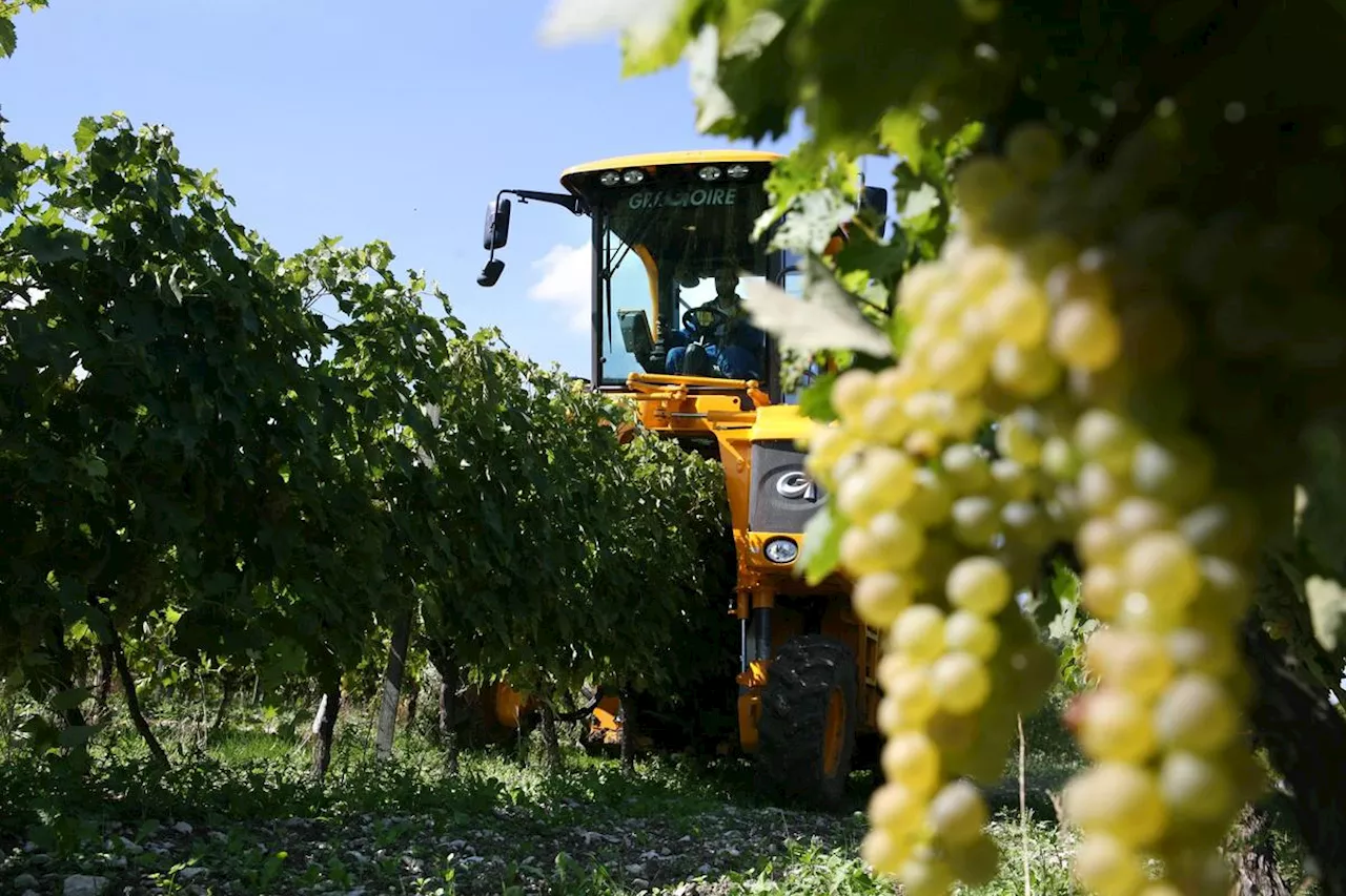 Vignoble du cognac : grosse colère et petite vendange en perspective