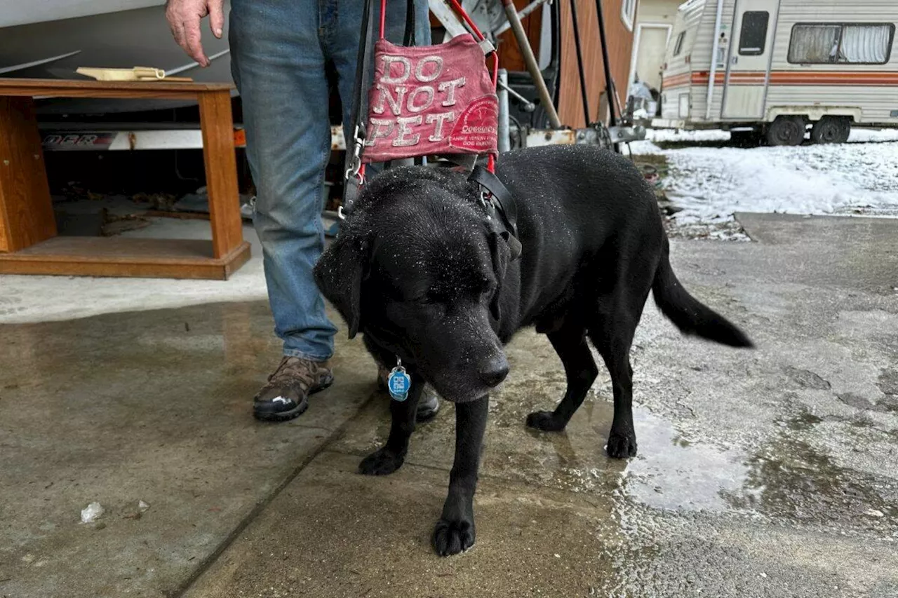 Proper guide dog protocols spelled out for B.C. servers, cab drivers