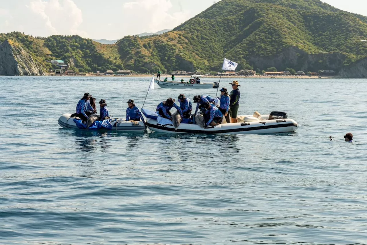 Liberados tres delfines luego de ser rescatados por pescadores en Santa Marta