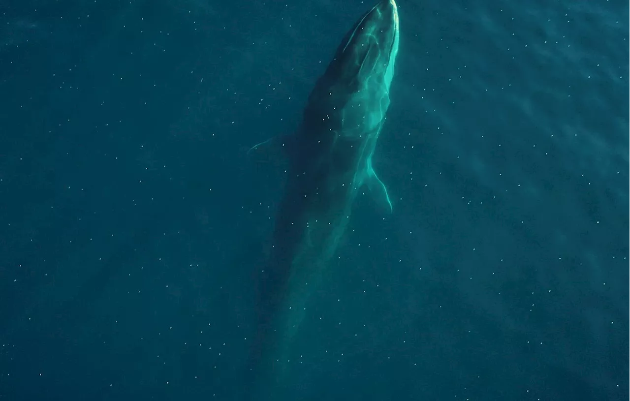 Japon : Un rorqual tué à des fins commerciales, première depuis près de cinquante ans