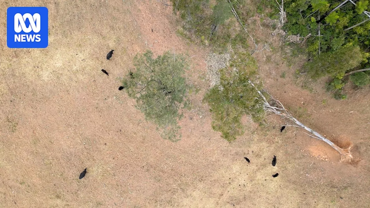 Successive Australian governments have done little to stop illegal land clearing. Will a new environmental regulator do the trick?