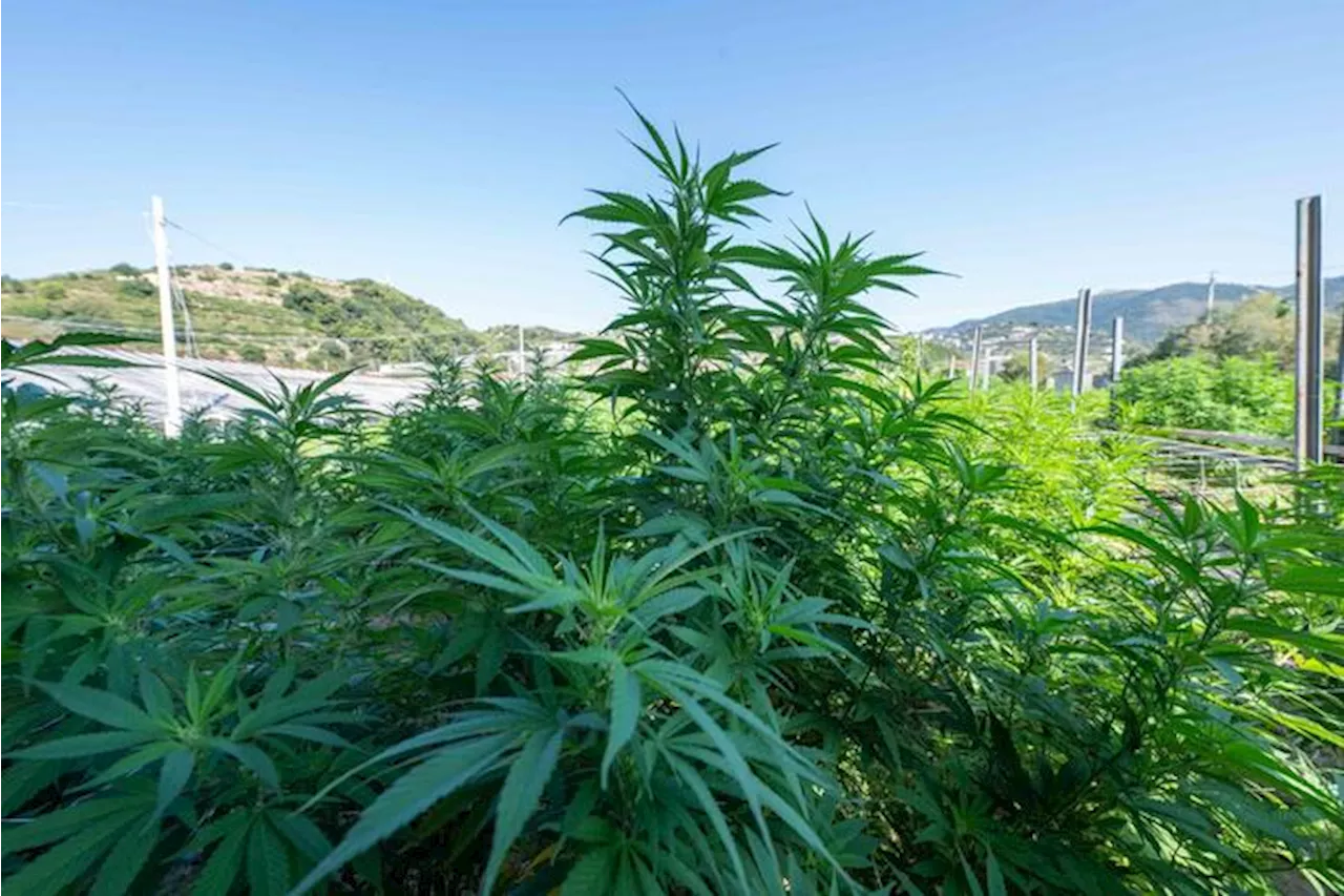 Cannabis light, il Tar boccia ancora il decreto del governo