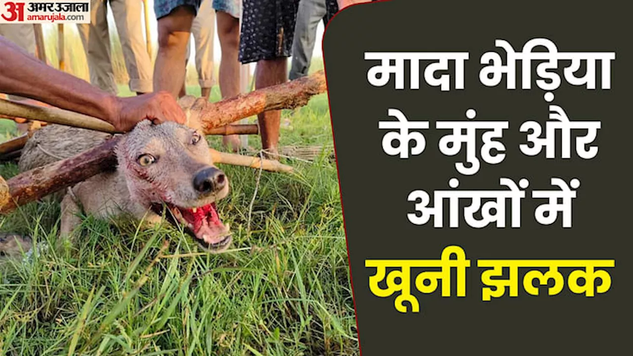 Wolf Attack: बहुत खूंखार है मादा भेड़िया... मुंह और जुबान पर दिखा खून; पकड़े जाने से पहले बनाया किसी को शिकार