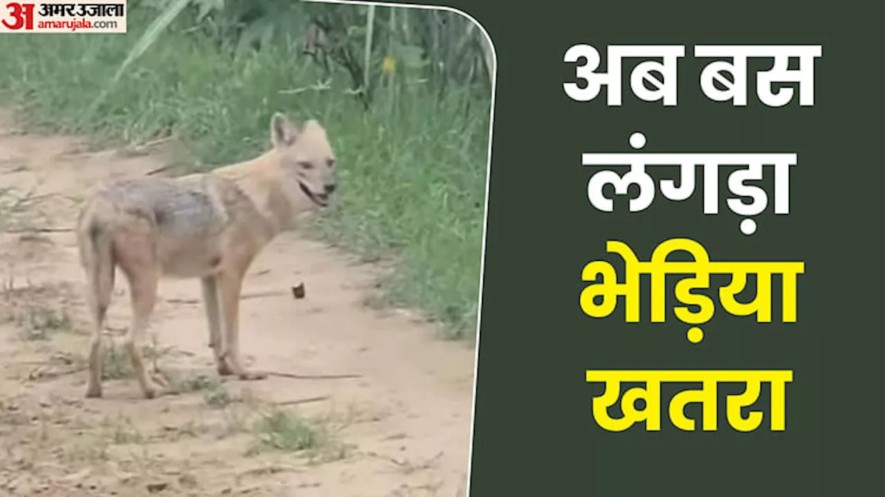 Wolf Attack: अब बचा लंगड़ा भेड़िया है सबसे ज्यादा खतरनाक... कुनबे का बताया जा रहा सरदार, मिल गई लोकेशन!