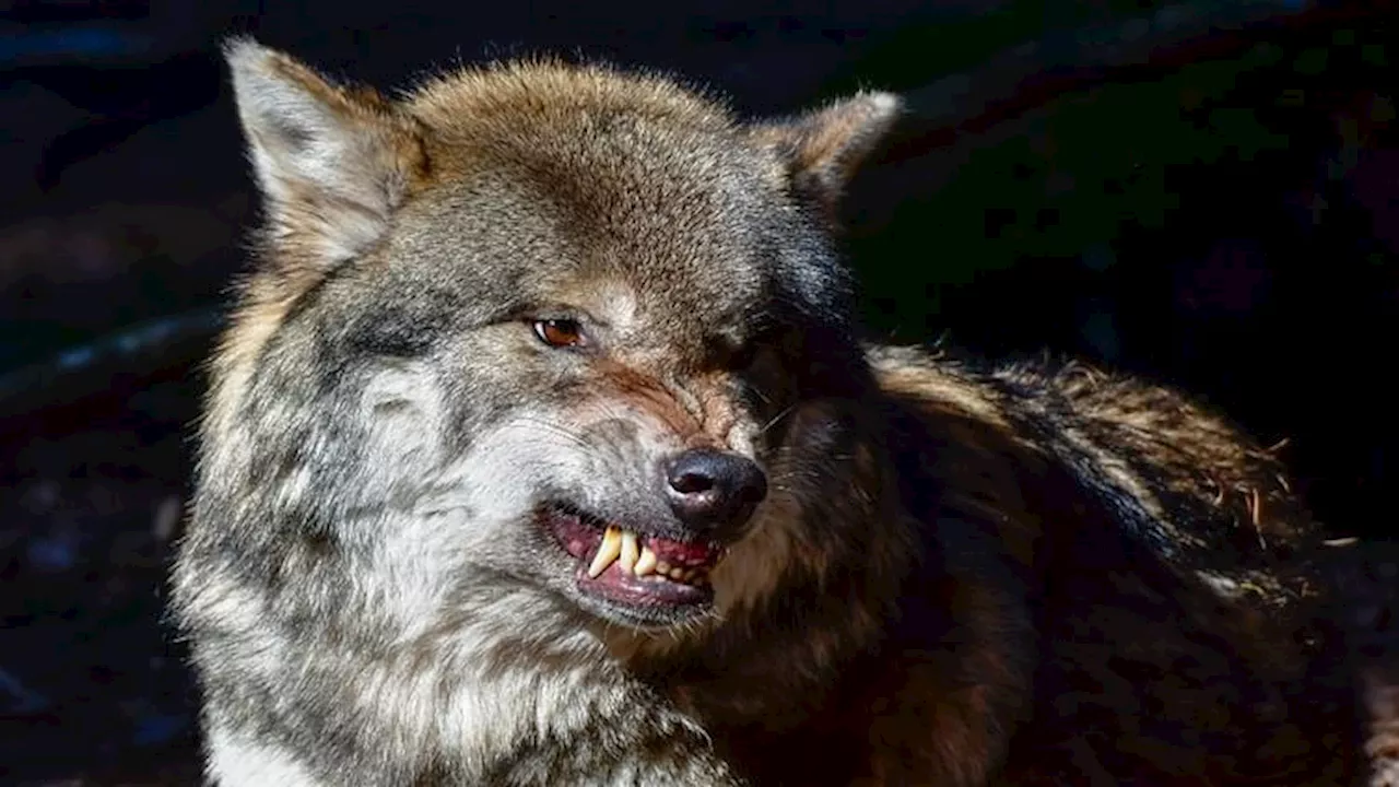 Wolf attack : बहराइच में अब 11 साल की लड़की पर हमला कर भागा भेड़िया, बच्ची अस्पताल में भर्ती