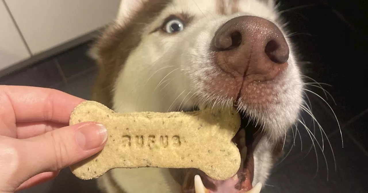 'Most British dog ever' only eats biscuits that are dunked in tea