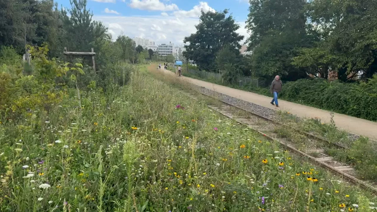 Anne Hidalgo inaugure le Bois de Charonne, la deuxième 'forêt urbaine' de Paris