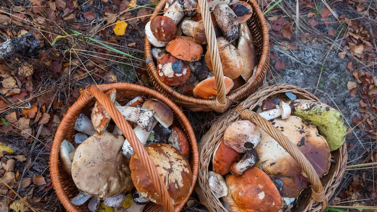 Pilz-Regionen in der Nähe: Wo sind die besten Pilzgebiete?