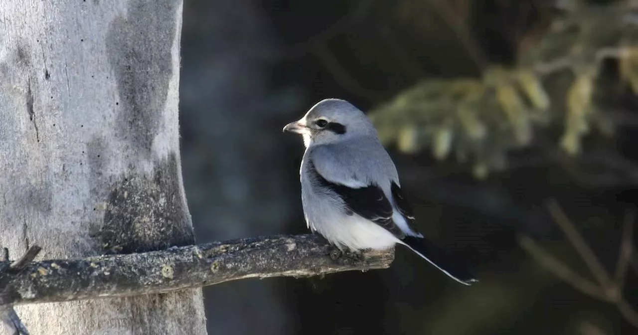 Innocent-looking Ontario songbird is actually brutal 'butcher' that impales victims