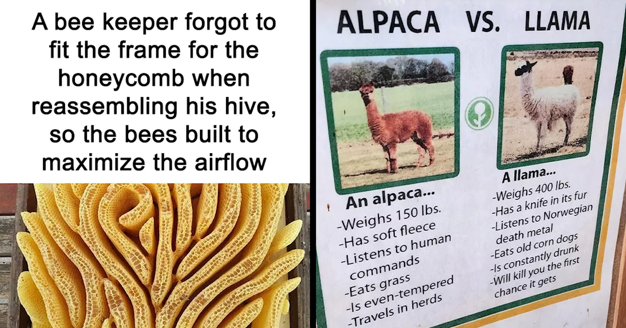 60 Amazing Random Memes From The Page That Keeps Its 3.7M Fans Amused Daily