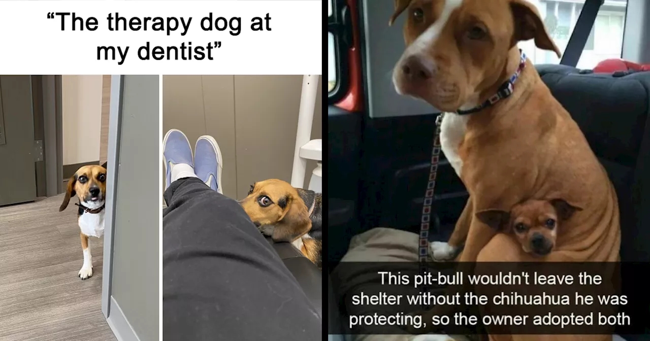 If You Like Dogs More Than People, You May Enjoy These 50 Heartwarming Memes