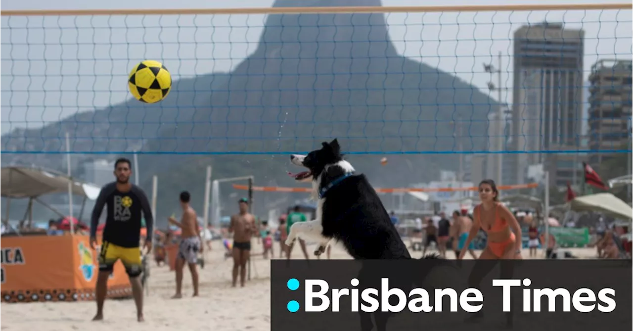 A footvolley star dog is beating Rio beachgoers at their own game