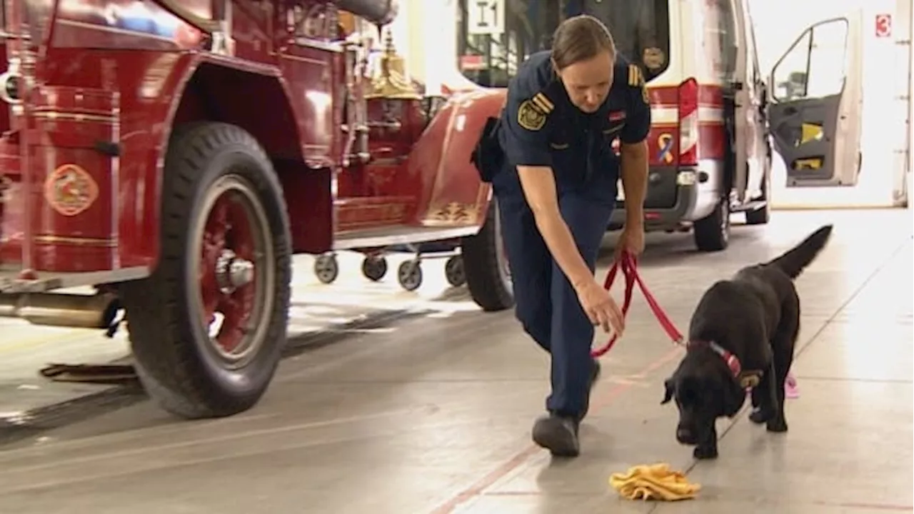 Willow helps Calgary Fire Department investigate suspicious blazes as city's arson dog