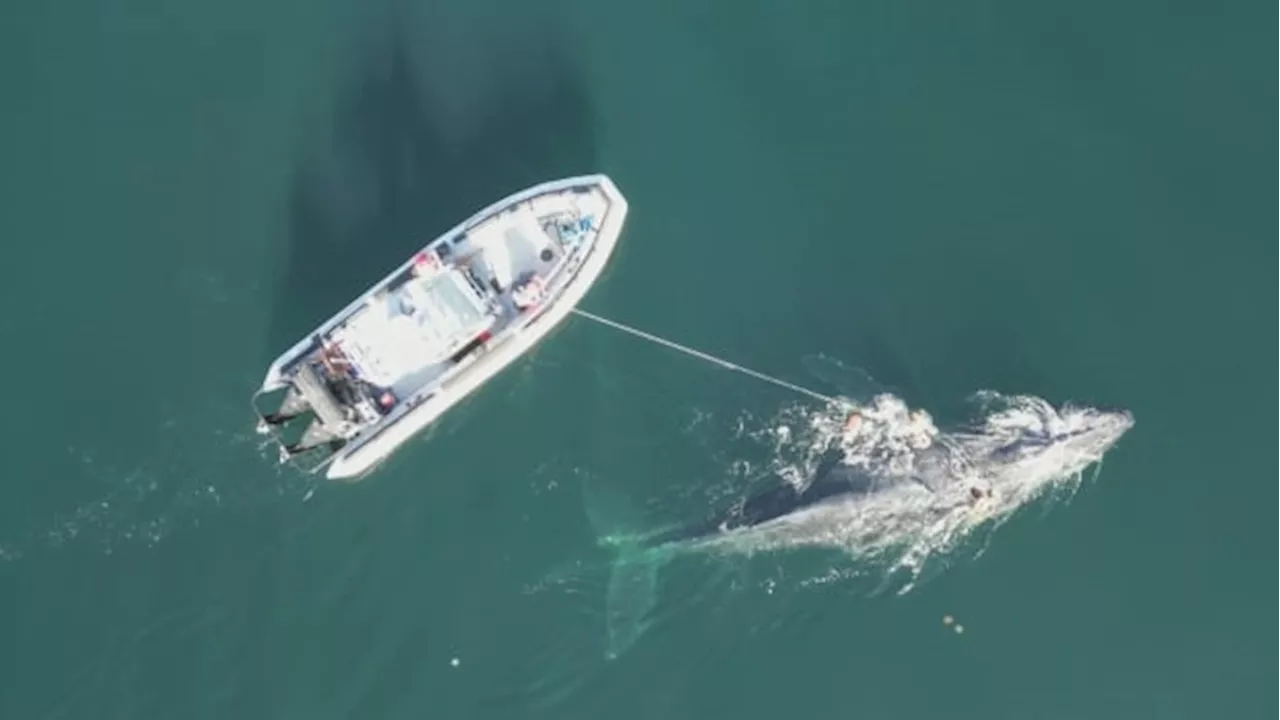 Whale killed, another rescued off B.C.'s North Coast: DFO