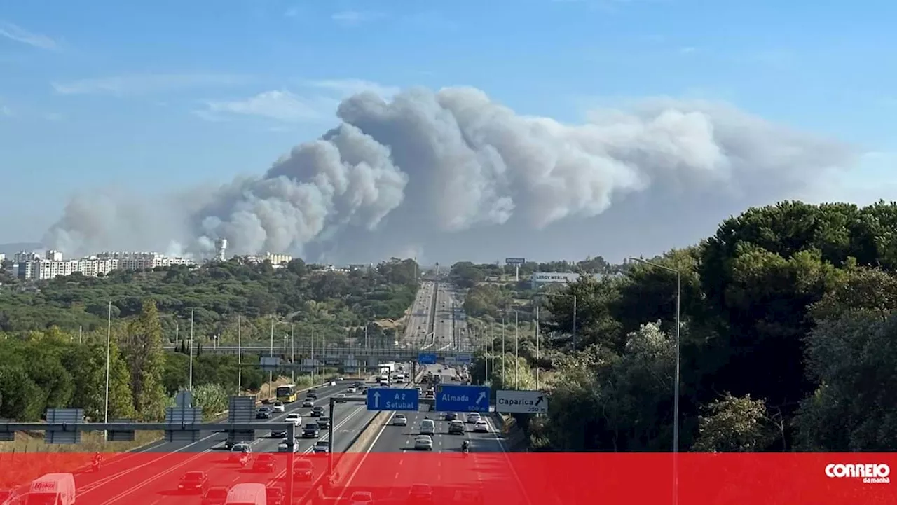 Provedoria dos Animais de Almada disponível para ajudar no fogo do Seixal