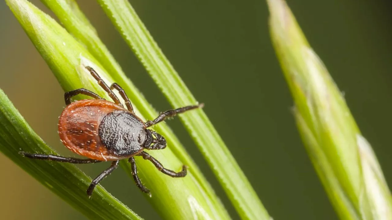 Scoperto in Cina un nuovo virus trasmesso dalle zecche: può colpire il cervello