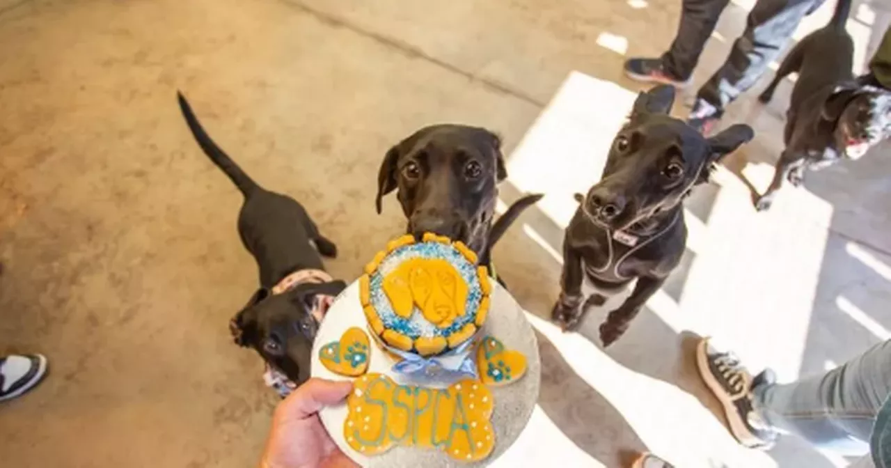 Tiny dogs 'left for dead' celebrate birthday at Glasgow rehoming centre