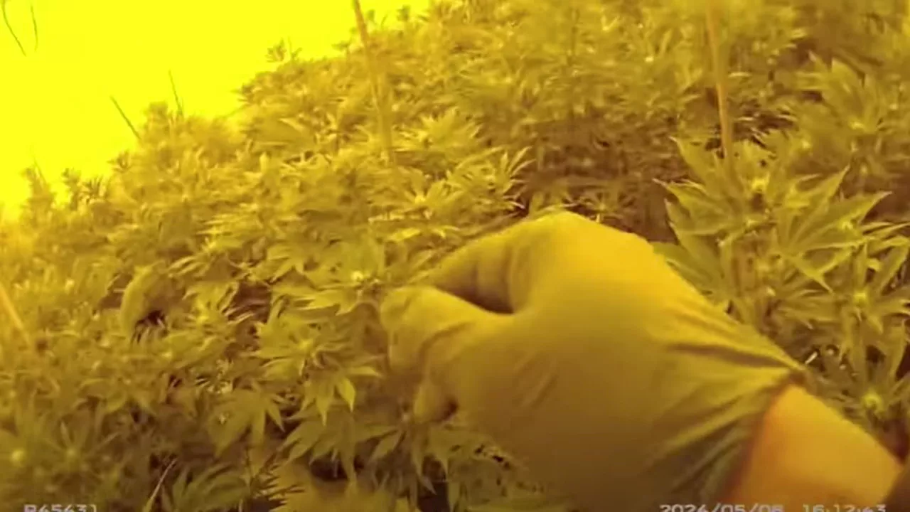 Moment police raid neighbour who turned house into a cannabis farm