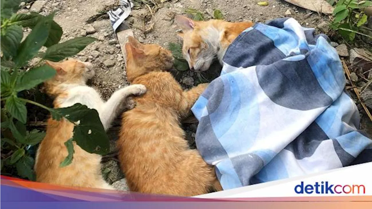 12 Kucing Mati Massal di Sukun Kota Malang