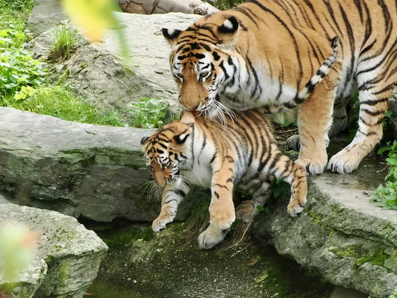 Kölner Zoo stolz auf Tiger-Mama – auch wegen dieser Fotos