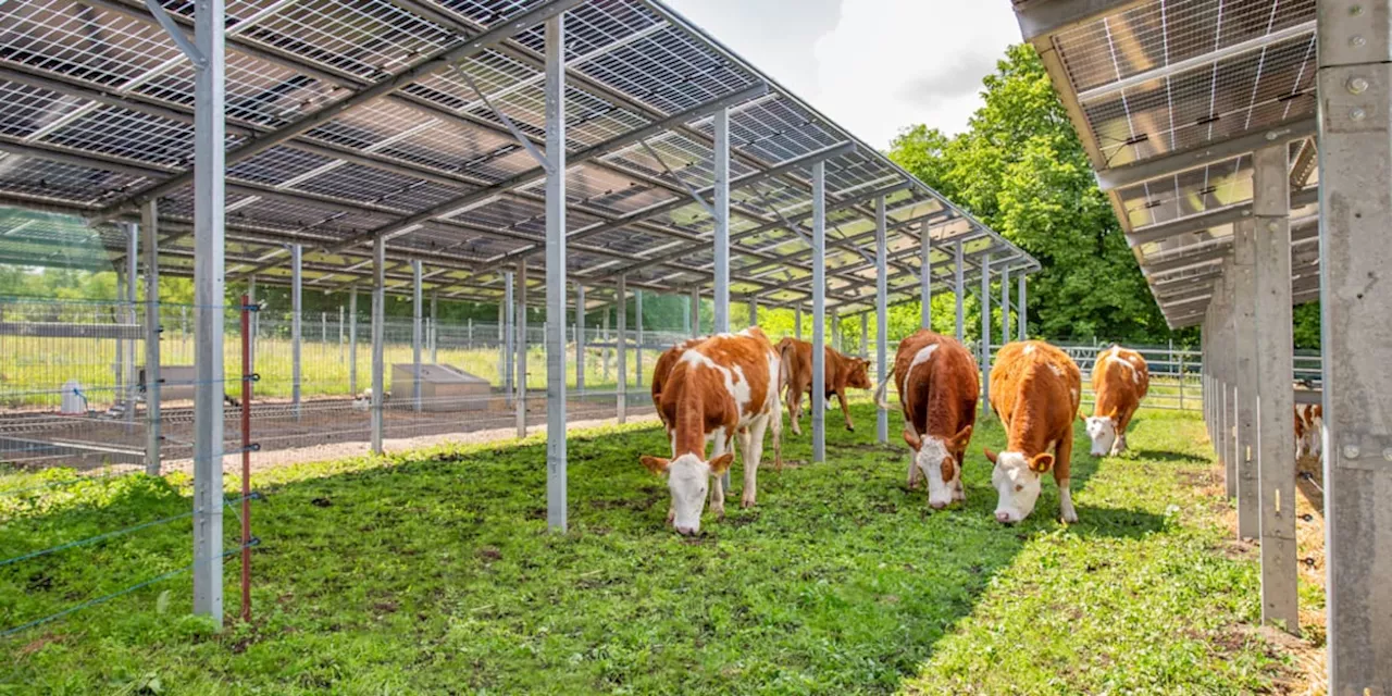 In der brandenburgischen Provinz entsteht die Zukunft der deutschen Energie