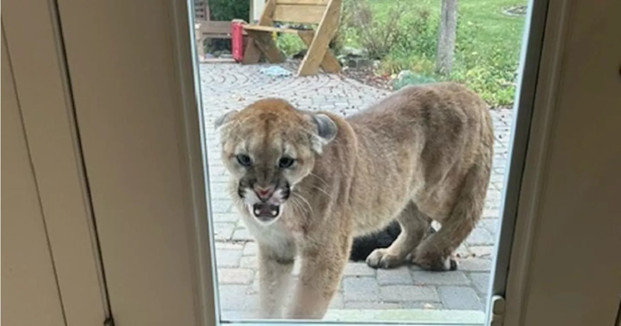 Cougar that killed Alberta family’s cat returns to house hours later: ‘It was terrifying’