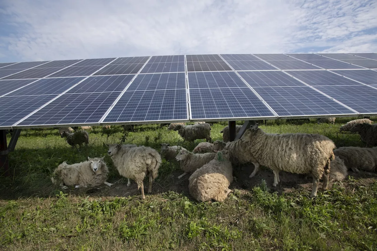 Should farmland be protected from clean-energy projects? A tough conversation