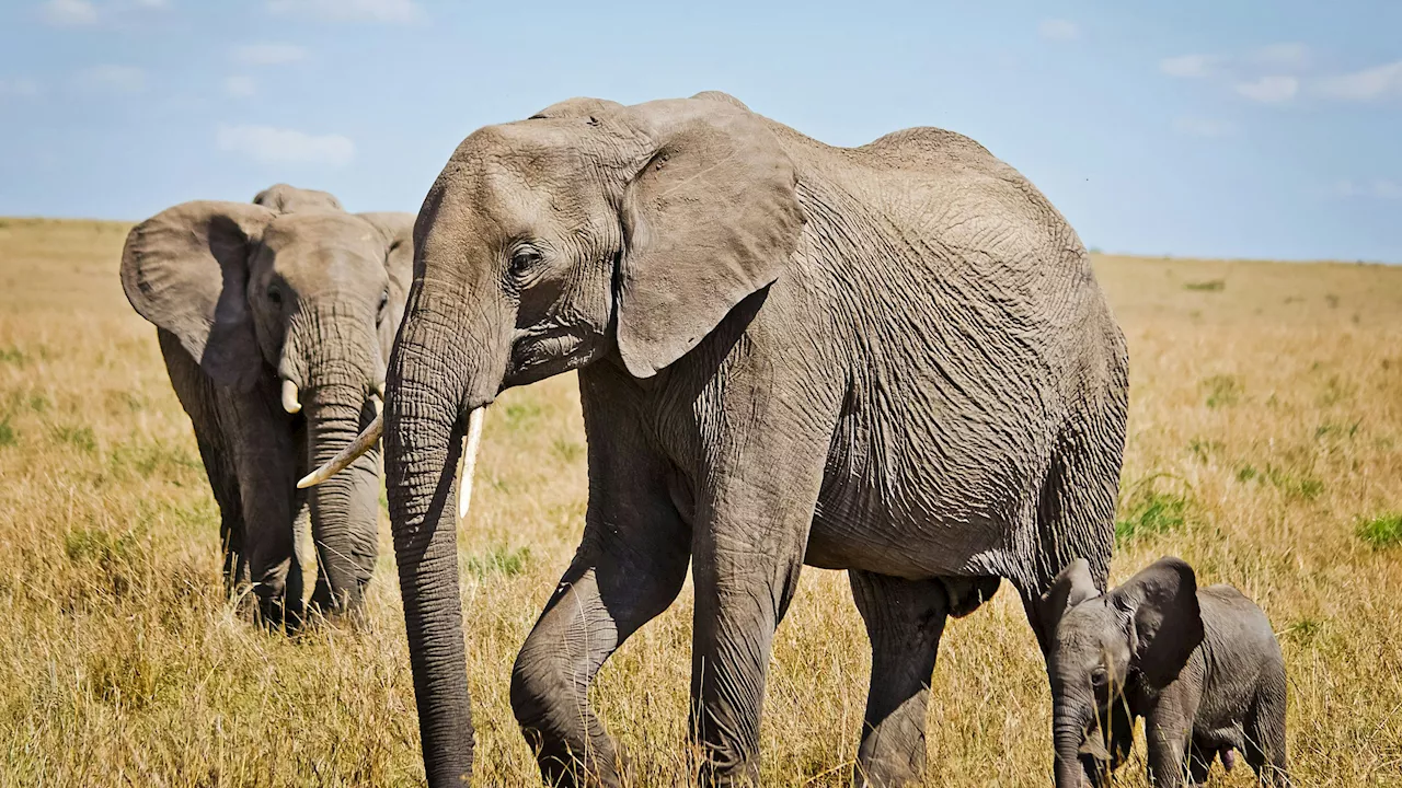 700 'Exoten' sollen sterben - Diese stolzen Wildtiere werden wegen Dürre geschlachtet