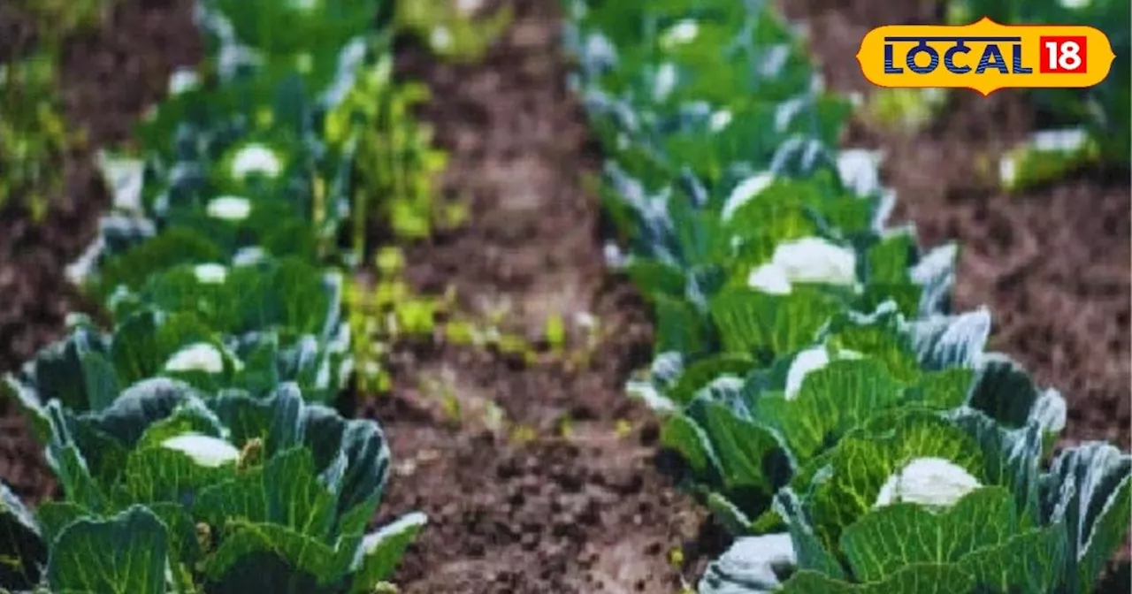 Vegetable Farming: UP में यहां किसानों को फ्री में मिल रहा सब्जियों के बीज, योजना का लाभ लेने के लिए फटाफट ...