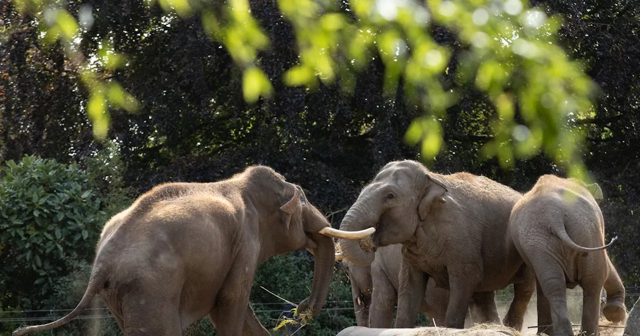 All elephants at Dublin Zoo get clean bill of health after deadly virus outbreak