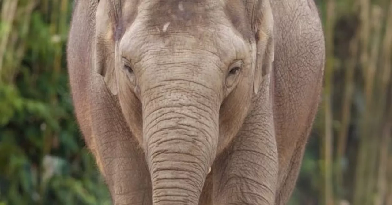 Dublin Zoo announces elephant herd free of deadly virus