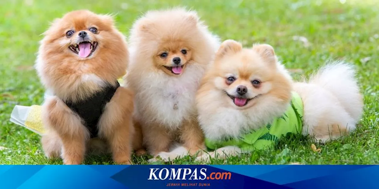 7 Ras Anjing Berkaki Pendek yang Lucu dan Menggemaskan