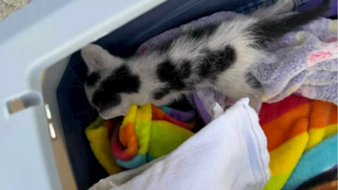 Houston Fire Department rescues kitten that wasn’t stuck in a tree!